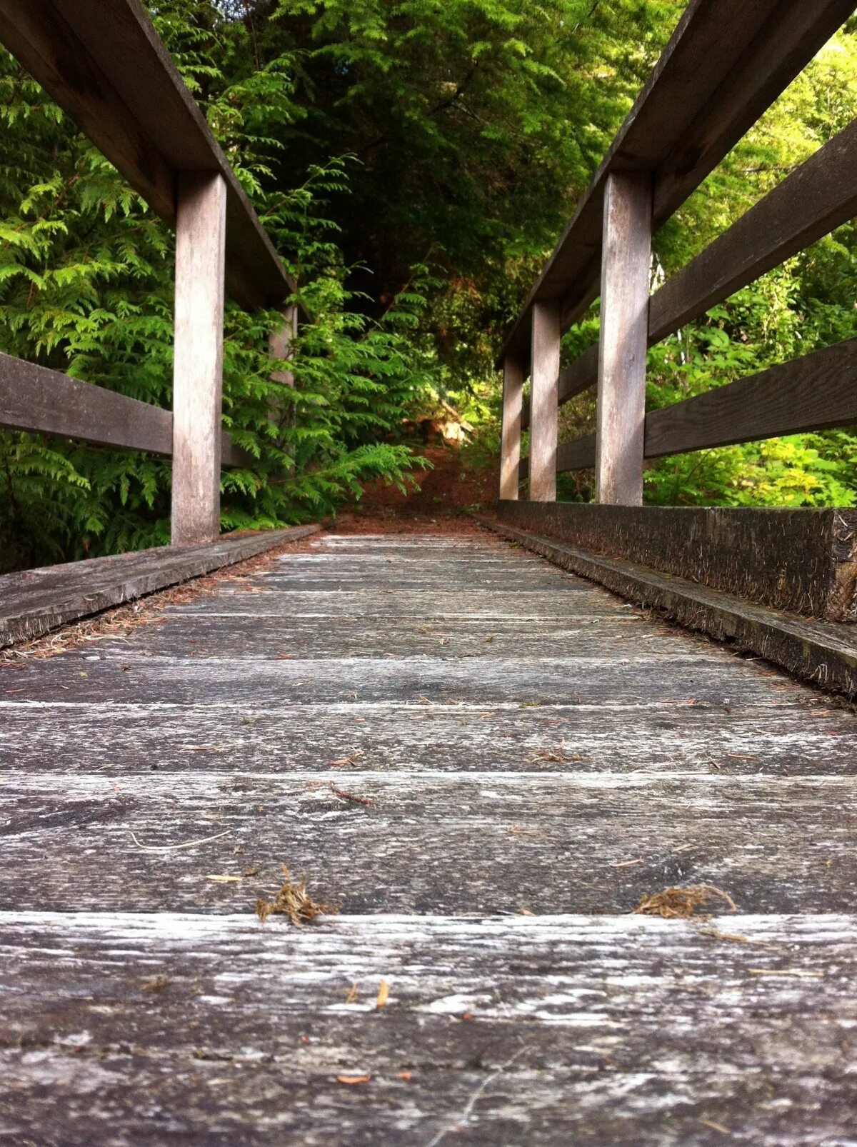 Мост «тропа чудес. Ворота в лесу. Wood trail. Деревянный мост. Wood trail.