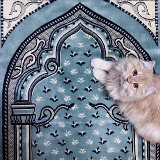 Кошка на ковре