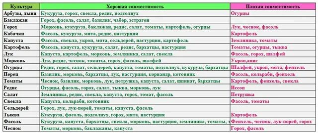 Соседство растений на грядках таблица совместимости. Совместимость растений на грядке. Соседство овощей на грядках таблица совместимости растений. Таблица совмещенных посадок растений на грядке. Лучшие соседи на грядке.