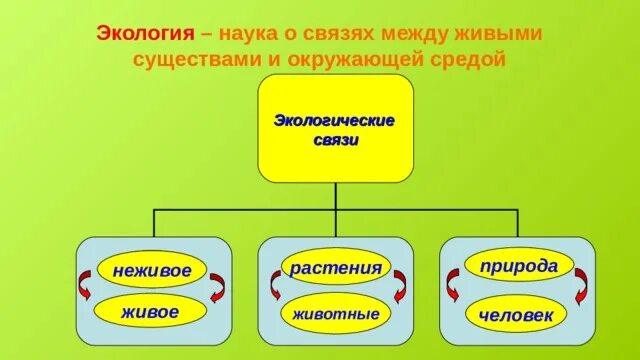 Экологическая связь живое неживое. Экологические связи. Связи растения с окружающей средой. Экологические связи между живыми существами и неживыми.