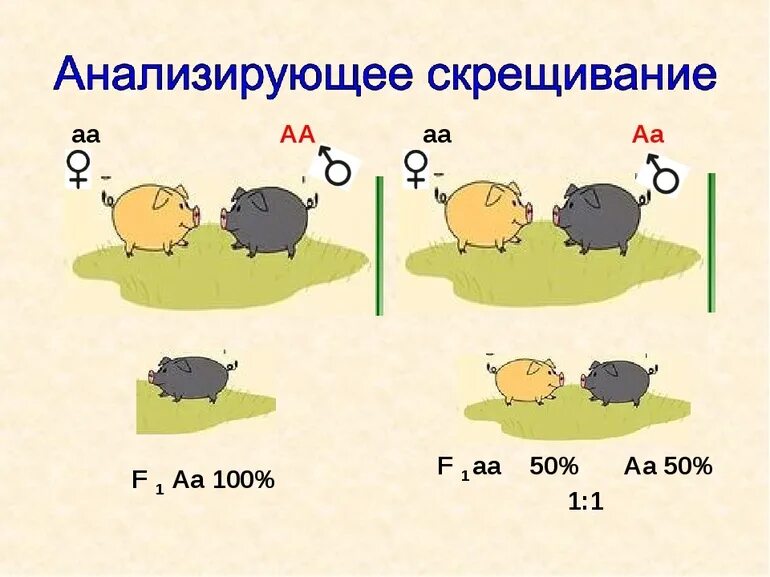 Анализирующее скрещивание схема схема. Схема скрещивания морских свинок. Анализирующий Тип скрещивания. Анализирующее скрещивание пример. Дигетерозиготный хомяк