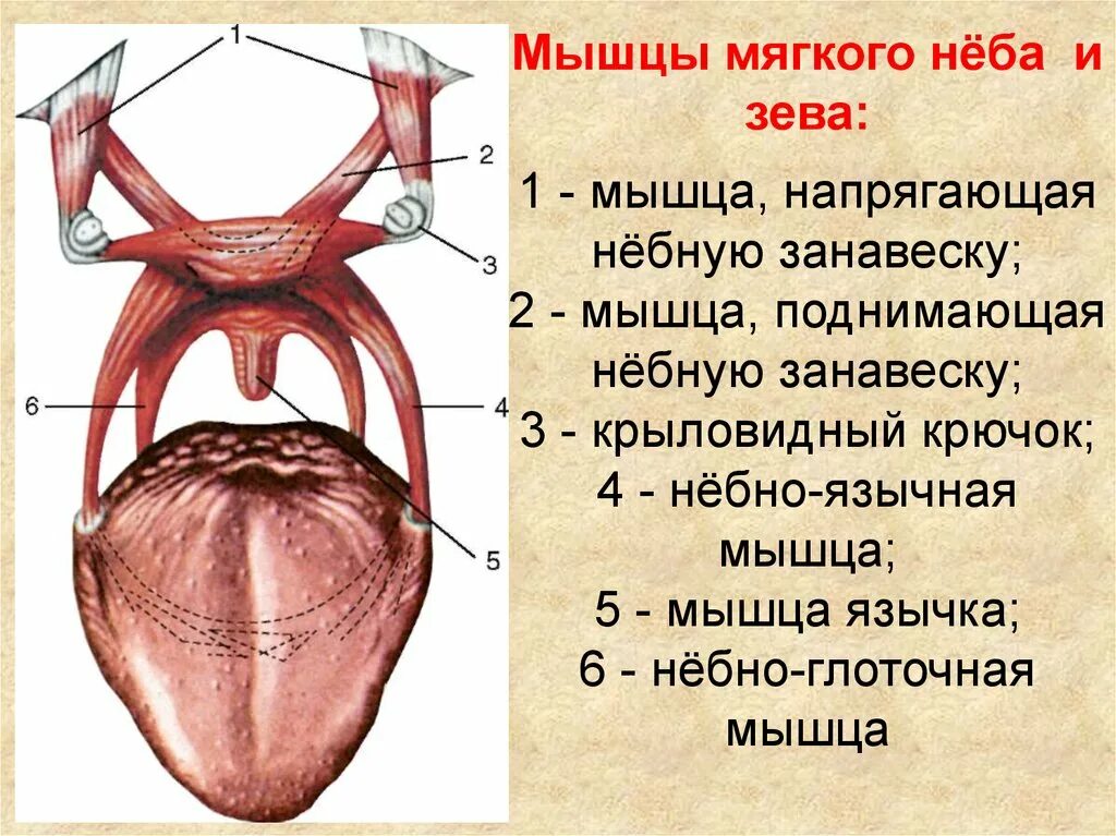 Поднимающая латынь. Мышцы мягкого неба схема. Мышцы мягкого неба и зева.