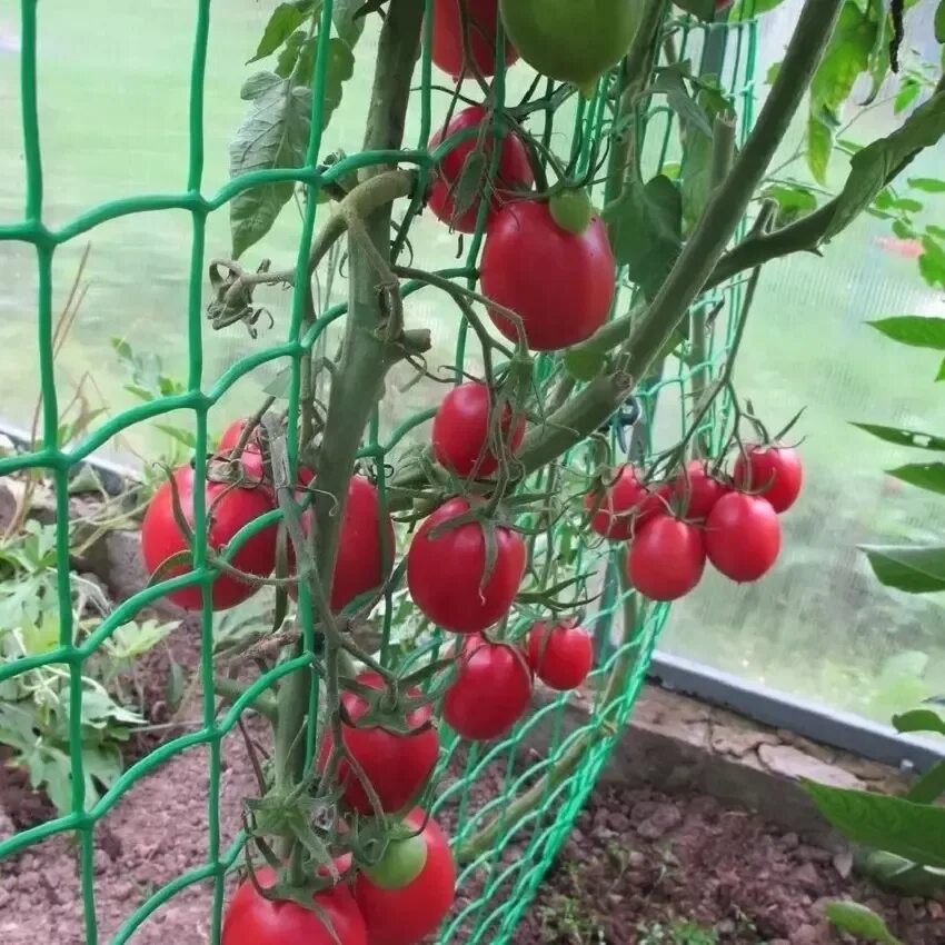 Томаты будут до осени. Лучшие сорта, которые долго радуют урожаем Seeds, Seedlin