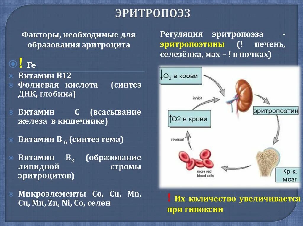 Выработка эритроцитов. Процесс образования клетки эритроцитов. Факторы активирующие эритропоэз. Эритропоэз клетки. Стадии формирования эритроцитов.