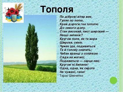 Тополя текст