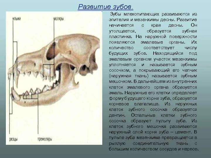 Зубная система низших млекопитающих. Зубы млекопитающих. Строение зубов млекопитающих. Зубная система млекопитающих.