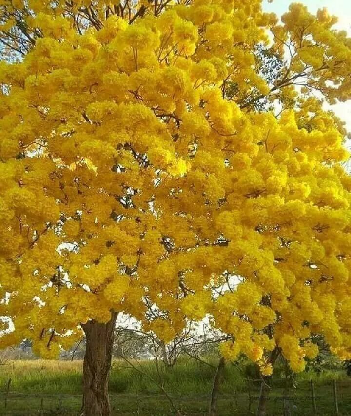 Yellow tree