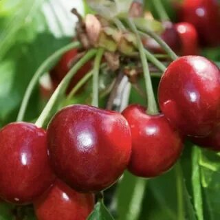 Сорт вишни дюк описание