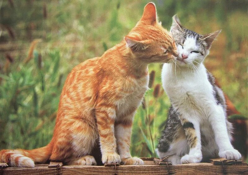 Любовь кошек и котов. Котики любовь. Кошачья любовь.