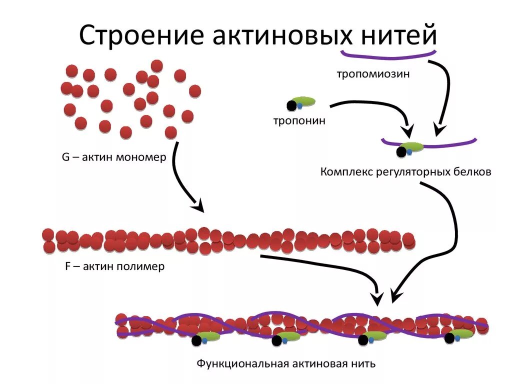 Строение актина и тропонин- тропомиозинового комплекса. Строение тонких (актиновых) нитей. Актин и миозин структура белка. Актин белок структура. Нити актина