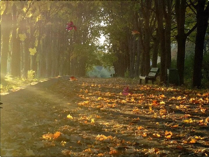 Осень дождь. Осень листопад дождь. Осенняя непогода. Гифы осень. Ранним утром сентября