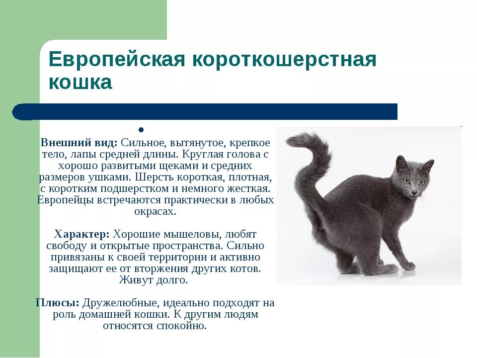 Информация о европейской короткошерстной кошке. Европейская порода кошек описание. Европейская порода кошек описание. Европейская короткошерстная кошка характеристика. Кельтская кошка европейская короткошерстная.