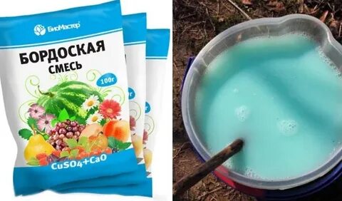 Можно ли бордосской смесью обрабатывать хвойные