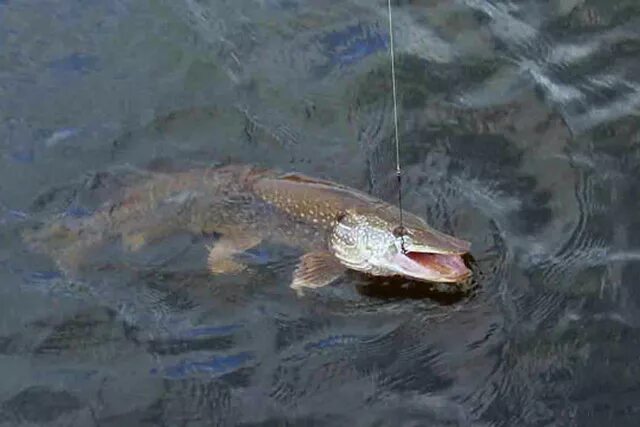Щука esox lucius. Большая щука в воде. Канадская щука маскинонг. Большая щука маскинонг. Вид обыкновенная щука - esox lucius.