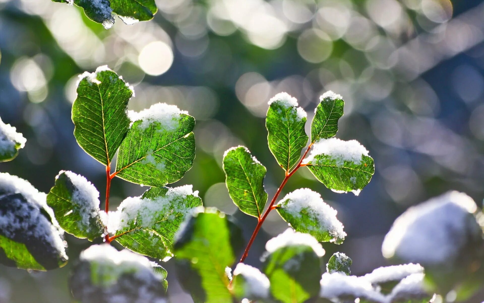 Snow leaf