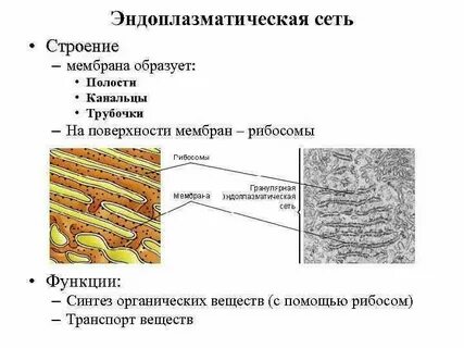 Плазматическая сеть функции