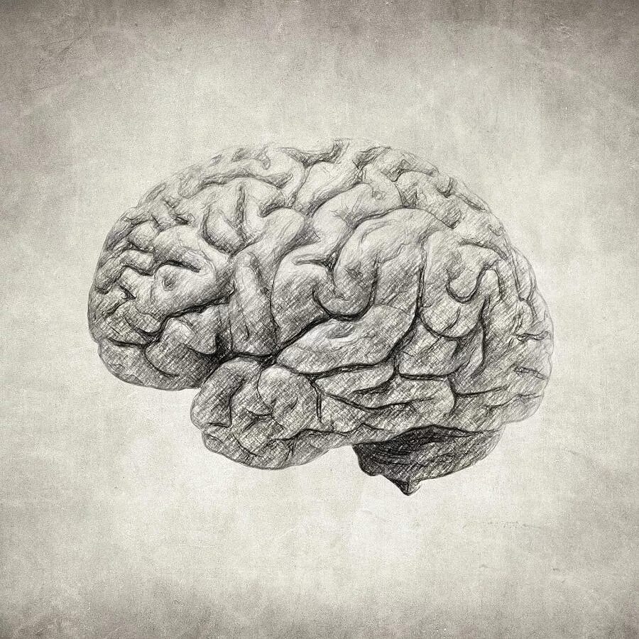 Картинки мозга мозги картинки