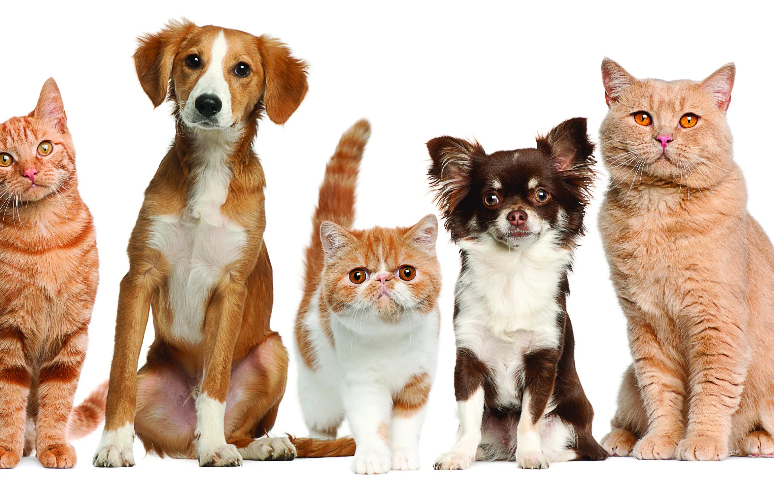 Pets in russia. Собачки и кошечки. Домашние животные кошки и собаки. Картинки кошек и собак. Кошка и собака на белом фоне.