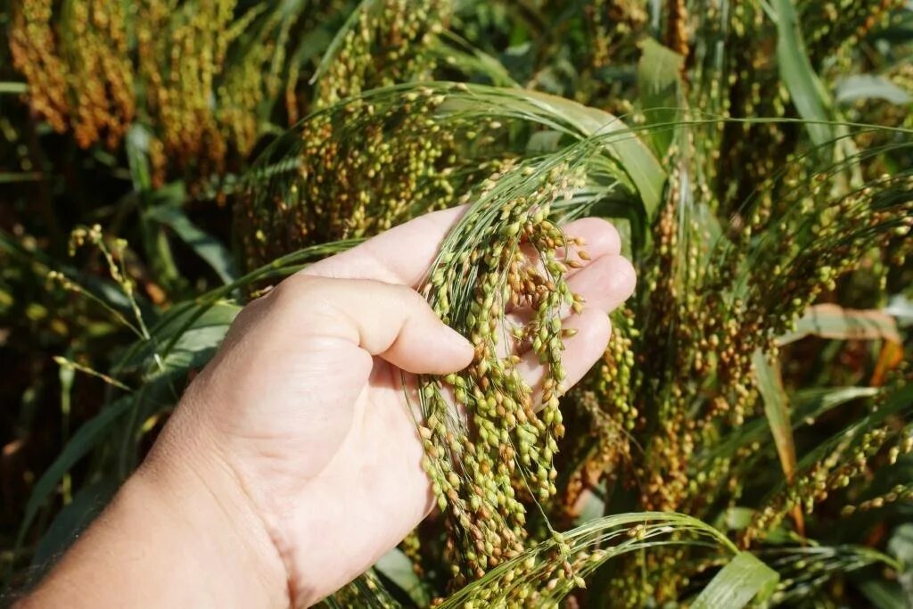 Просо (Panicum miliaceum). Сорго просо пшено. Зерновка просо. Просо это зерновая культура. Особенности проса