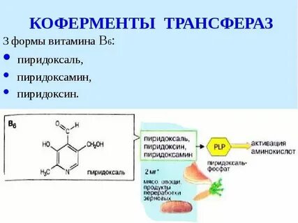 Какую роль в составе фермента играют коферменты
