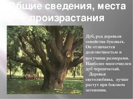 В какой природной зоне произрастает дуб