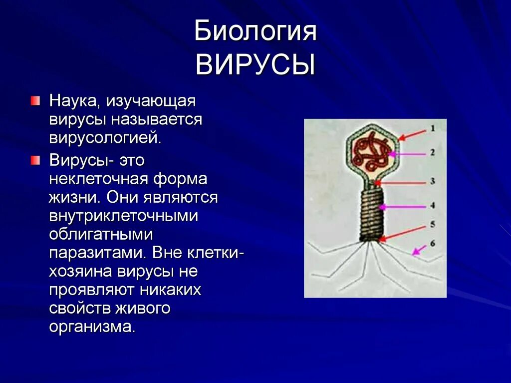 Вирус является формой жизни. Вирусы по биологии. Биология тема вирусы. Строение вируса. Вирусы кратко.