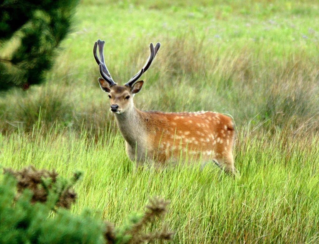 Олень пятнистый (Cervus Nippon). Уссурийский пятнистый олень. Пятнистый олень Уссурийский заповедник. Пятнистый олень, благородный олень. Пятнистое парнокопытное