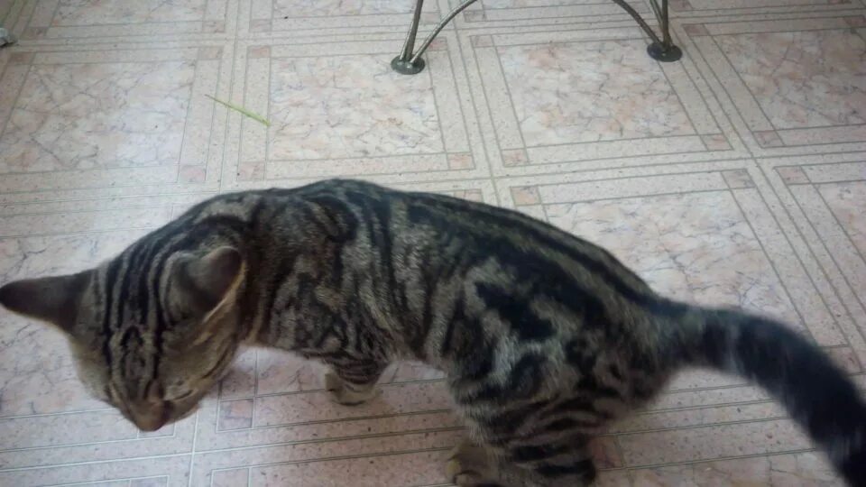 Кот дергается что это. Кошка кашляет. кот тяжело дышит животом и хрипит.
