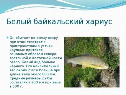 Какая рыба водится в белом озере