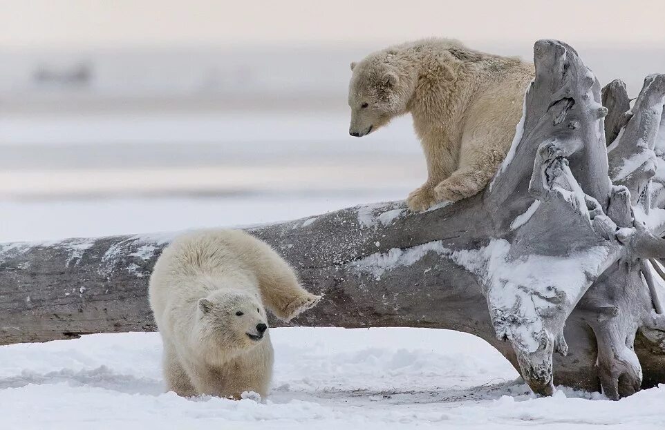 Скорость бега белого медведя. Схватка Полярных медведей. Белые медведи на Аляске. Белый медведь бежит. Тотем белый медведь.