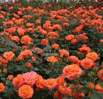 Fenix rose