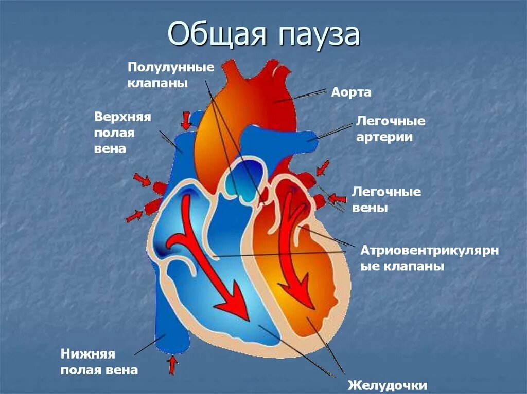 Во время систолы предсердий полулунные клапаны открыты. Полулунный клапан сердца. Клапаны сердца схема полулунный. Полулунные клапаны сердца расположены. Общая пауза сердца полулунные клапаны.