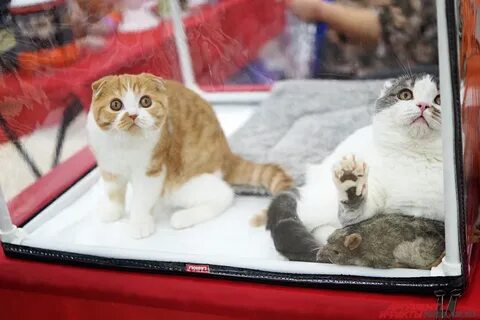 Реклама котиков посреди арбата