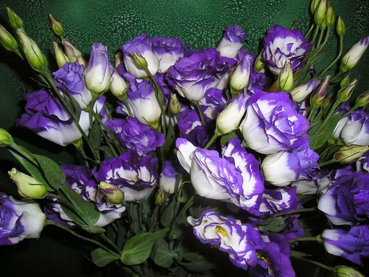 Цветочки в букетах название. Эустома лизиантус. Эустома (Lisianthus).