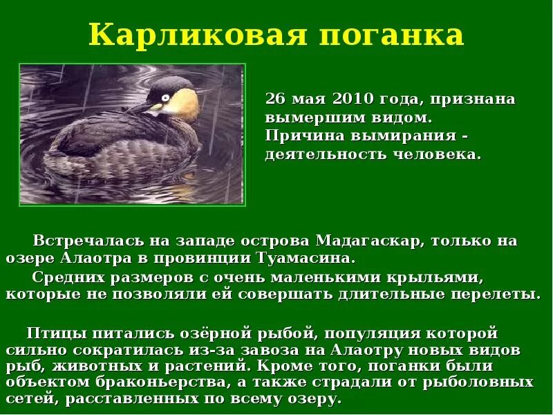 Тасманский сумчатый волк. Признали вымершим. Пума конколор. Сумчатый волк тасманийский тигр. Признали вымершим.