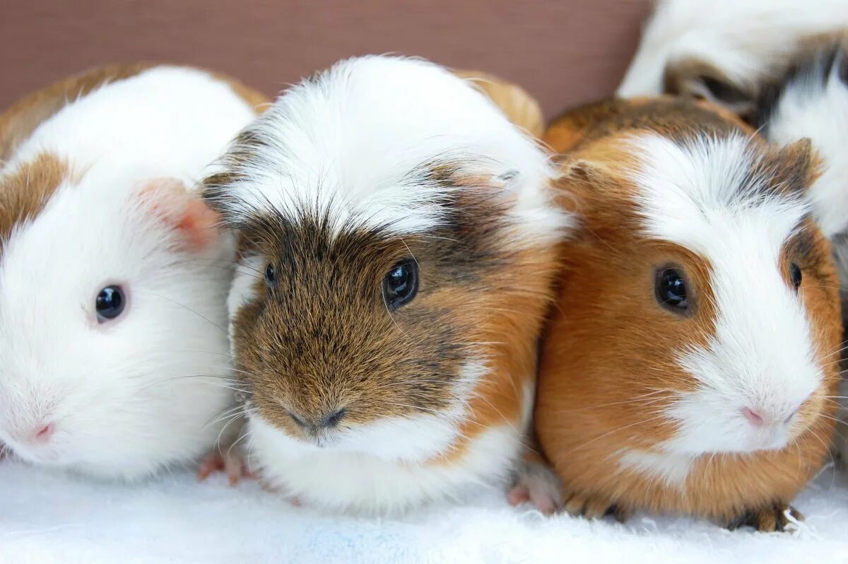 Морская свинка обыкновенная. Морские свинки породы шиншилла. Морская свинка беспородная. Вислоухая морская свинка. Много морских свинок.