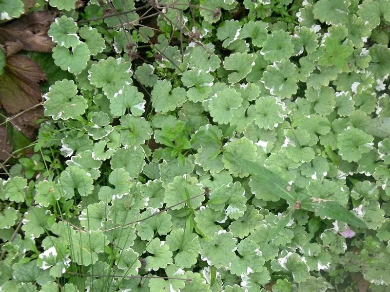 сорняк мшанка ползучая. клевер почвопокровный. зеленые почвопокровные растения. почвопокровник зеленый белесый с мелкими толстыми листиками. плющ почвопокровный.