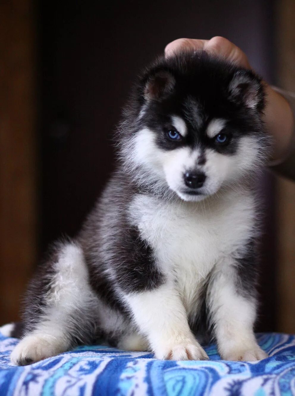 корги вислоухий. чистокровный померанский шпиц. щенки. померанский шпиц. порода шпиц померанец.