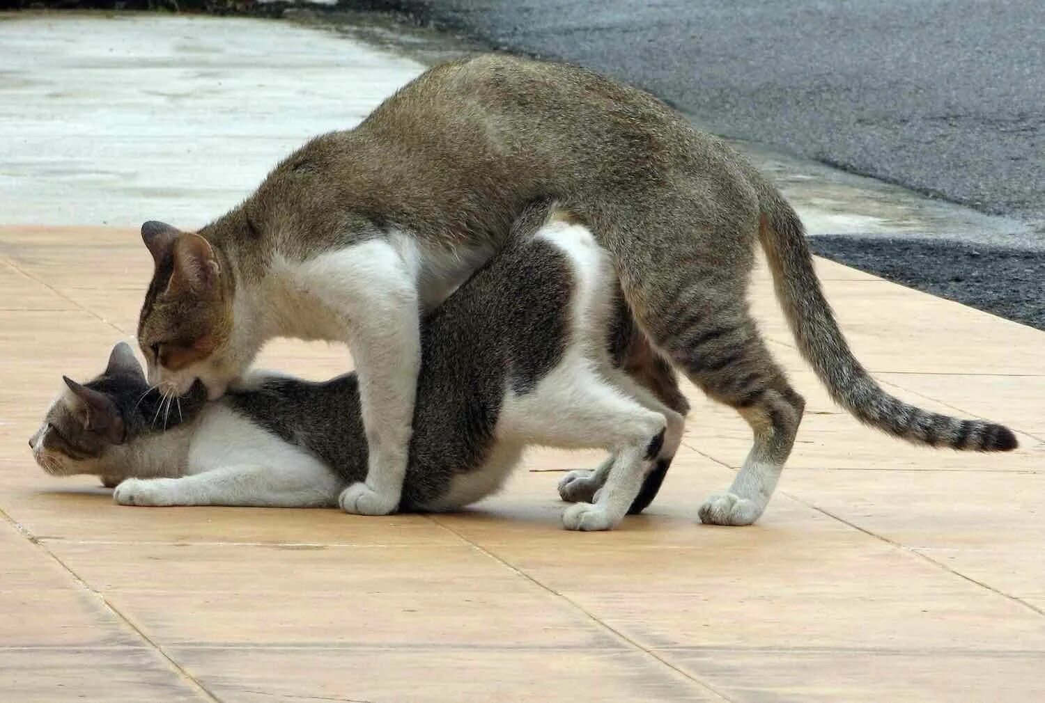 Кот после вязки. Кошки спариваются. кошачьи позы. кот и кошка занимаются. кот и кошка спариваются.