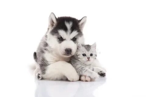 Включи котенка лайка малыш
