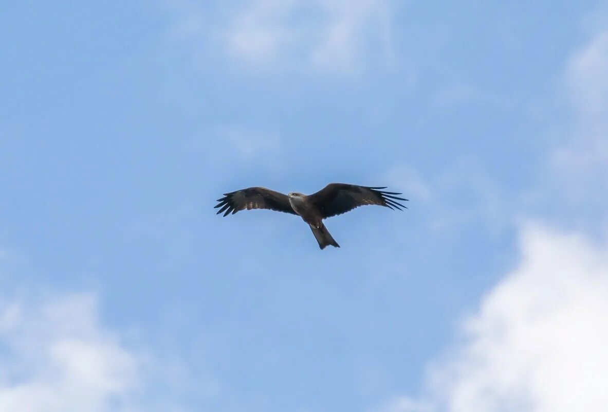 йошкар-ола ярославль расстояние. орел нижний новгород. орлы нижняя волга. нижний орел. нижний орел.