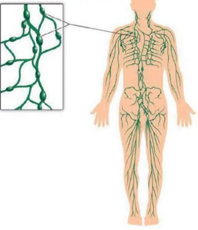 Лимфатическая система лимфоузлы. Лимфатическая система нижних конечностей схема. Лимфатическая система человека спина. Лимфоузлы на теле человека расположение на ногах. Лимфоузел слева в паху у женщин