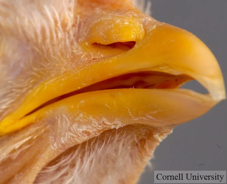 Цыпленок открывает рот. Клюв курицы анатомия. Ноздри у птиц. Клювик цыпленка. Курица с открытым клювом.
