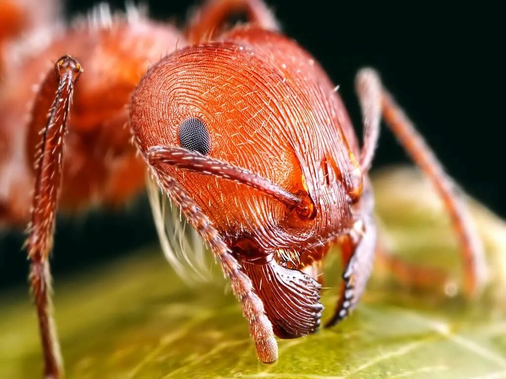 Муравей хитин. Красный Огненный муравей. Огненные муравьи в Австралии. Красный муравей насекомое.