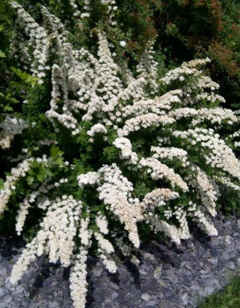 Спирея ниппонская фото. Спирея ниппонская. Спирея серая Сноумаунд. Spiraea nipponica Snowmound. Спирея ниппонская 'Snowmound' Spiraea nipponica 'Snowmound'.