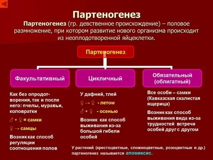 Дочерний организм имеет наибольшее сходство