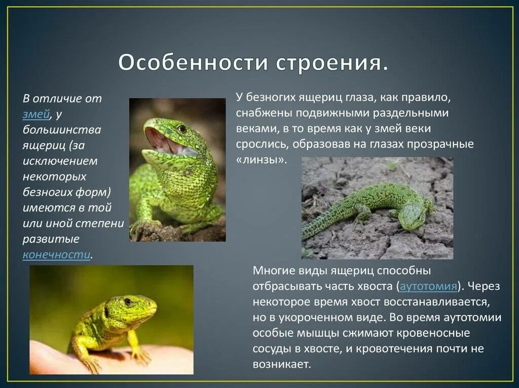 Уровень организации пресмыкающихся. Особенности ящериц. Особенности строения ящерицы. Характеристик строения ящерицы. Признаки ящериц.