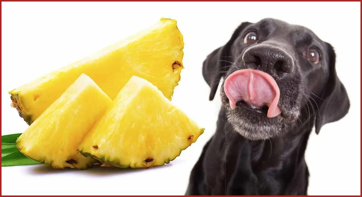 Можно собакам давать бананы. Собака ананас. Собака с ананасом на голове. Витамины для собак. Мопс с ананасом.
