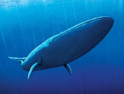 Blue whale