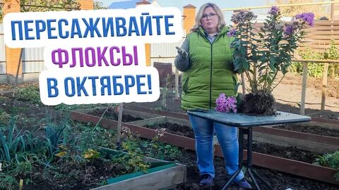 Флоксы когда можно пересаживать на новое место